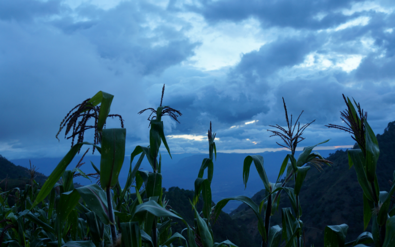 The Nahuas from Sierra Negra 